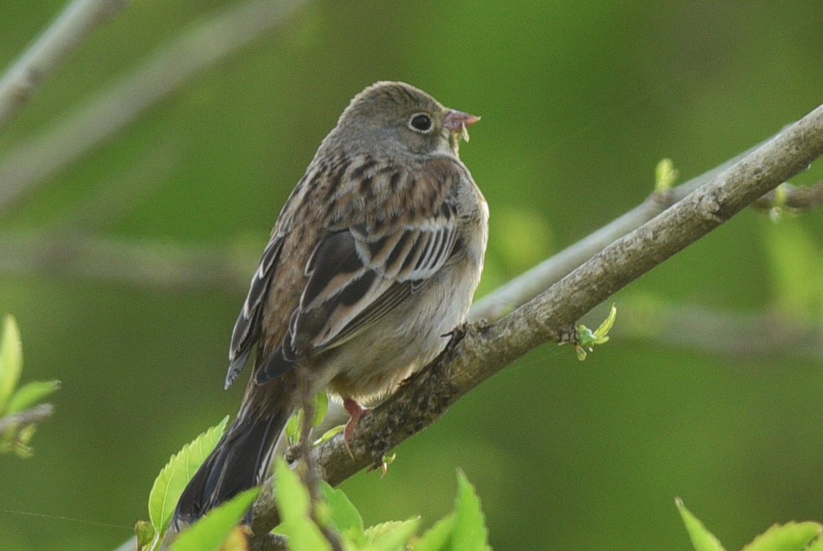 コゲラ隊員 今回の遠征で個人的に熱かったのが ズアオホオジロ Emberiza Hortulana 考察中 Buntings And Sparrows によると第1回冬羽はノドアカホオジロと類似するので識別は要注意とのこと ご指摘いただいていた三列は撮れましたが尾羽は撮れず