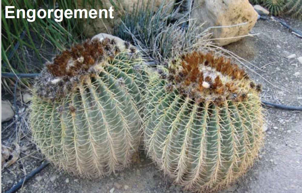 Thumbnail for Ann Whitt & Maya Bolman on therapeutic breast massage