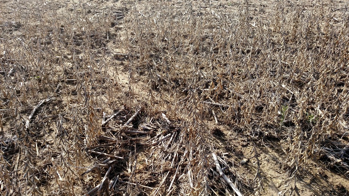 panotiller's tweet photo. I hate say this one of my bean fields been for sale for 2-3yrs so no cover #notill #noinfiltration  ends this yr covers going in! https://t.co/vaVZPkIaC6
