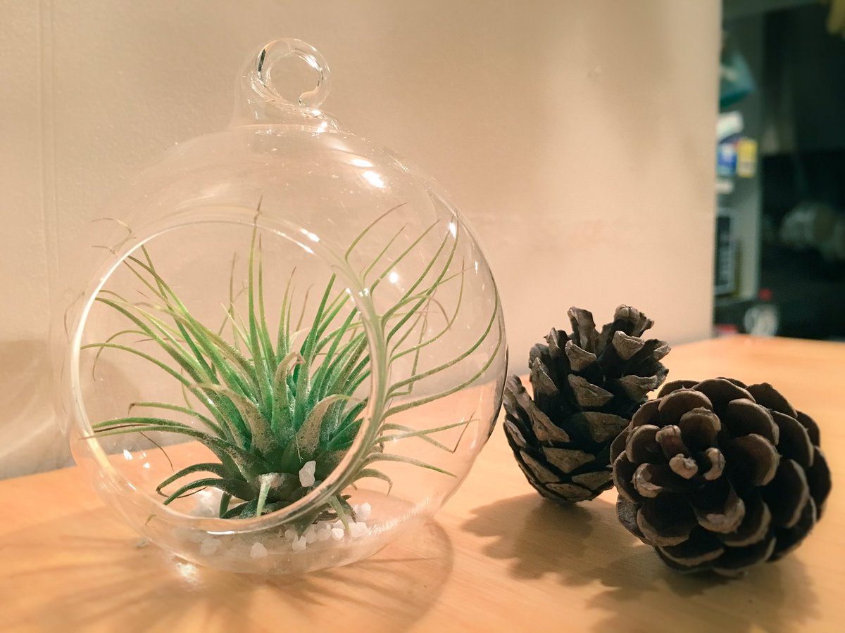 Daisysbistro على تويتر 10 19 16 Air Plants 販売start 10エアープランツとは土がなくても育つ とてもユニークな植物 エアプランツ 空気中の水分を吸収して成長する為 土は全く不要です 肥料も不要 机の上に転がしておくだけでも生きていける不思議