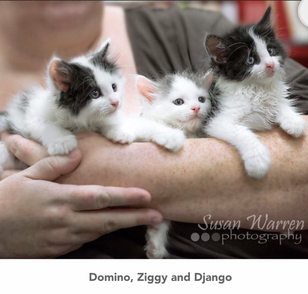 FatKatzAbq's tweet photo. Vote for our fosters Domino, Django, Ziggy, and Butterscotch to win $500 in @1003ThePeakABQ contest!
https://t.co/uyslU3rhP7 https://t.co/ozaquVhtsC