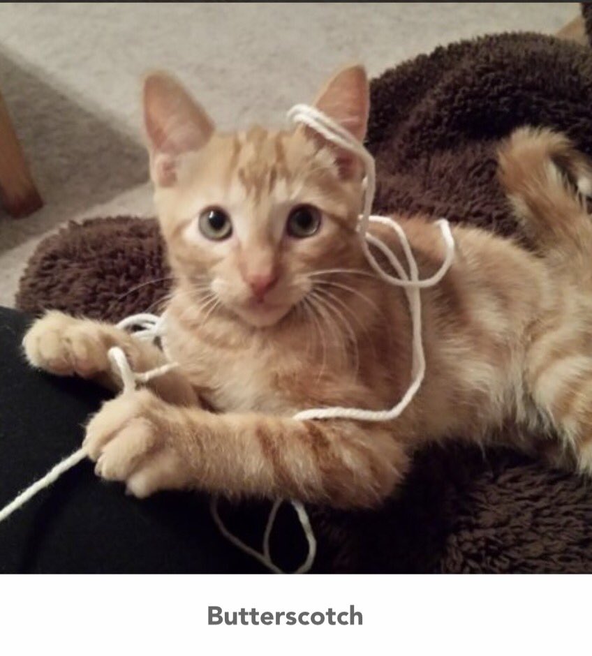 FatKatzAbq's tweet photo. Vote for our fosters Domino, Django, Ziggy, and Butterscotch to win $500 in @1003ThePeakABQ contest!
https://t.co/uyslU3rhP7 https://t.co/ozaquVhtsC