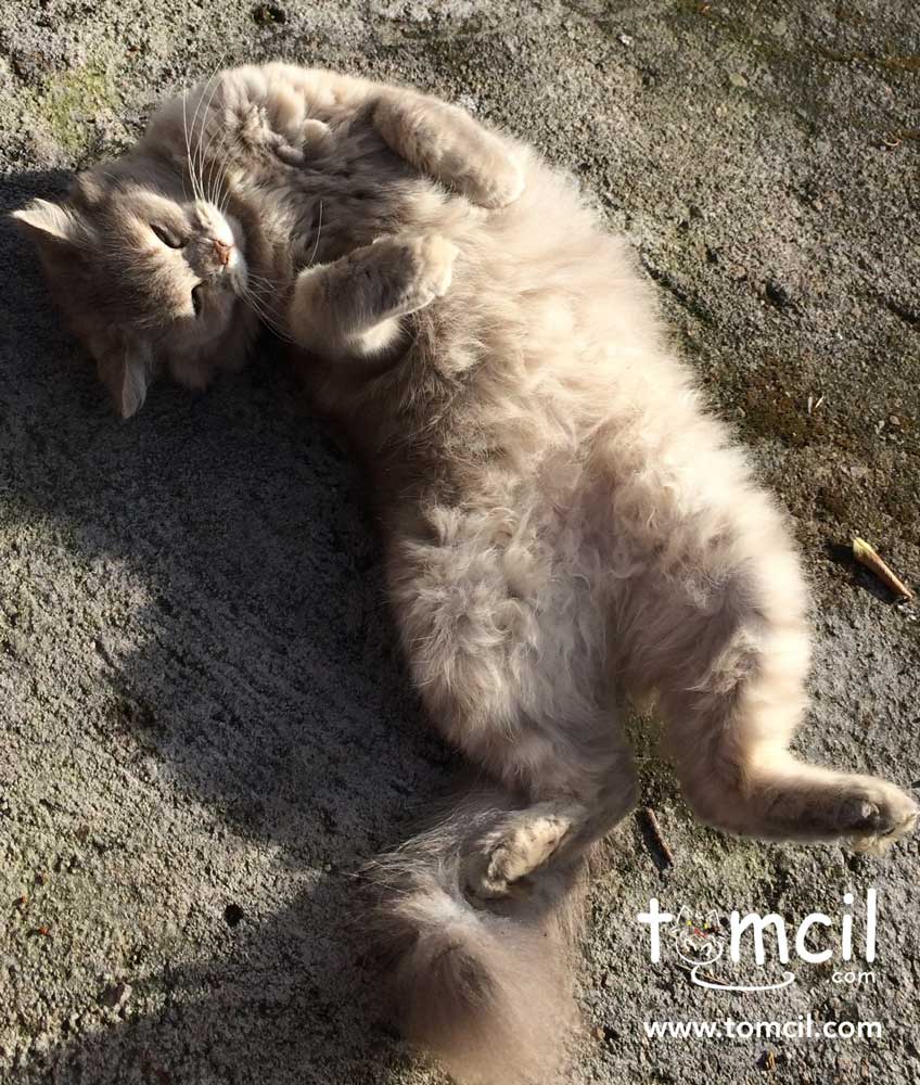 tomcildotcom's tweet photo. My last adventure: https://t.co/bLMJZLhb7s
-
#Caturday #cats #CatsOfTwitter #catsofinstagram #storytelling #tomcil #parenting #storytelling https://t.co/YfEZYjkLMu