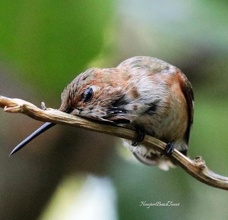 I love branch. #allenshummingbird