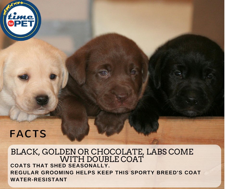 time4pet's tweet photo. Labrador Care Tips.
#timeforpet #dogs #dog #labradorfacts #labrador #healthtips #dogcare #doglove #petcare #petlove #pet #pets #bangalore https://t.co/W5P7bdGskd