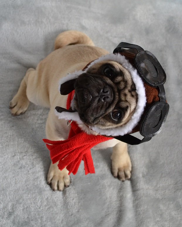 DaPuglet's tweet photo. Our Pug Boo The Aviator In Full Pug Head Tilt lol #pugcostume #pughalloween #pugaviator #pugpilot #PilotsNPaws https://t.co/AbICxfgScS