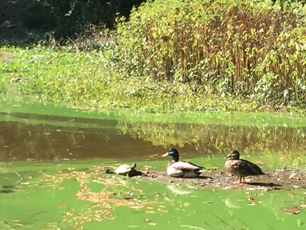 Brwesty's tweet photo. Duck, duck, turtle. @henricorecNpark #DeepRunPark https://t.co/EFvCE1ow8I