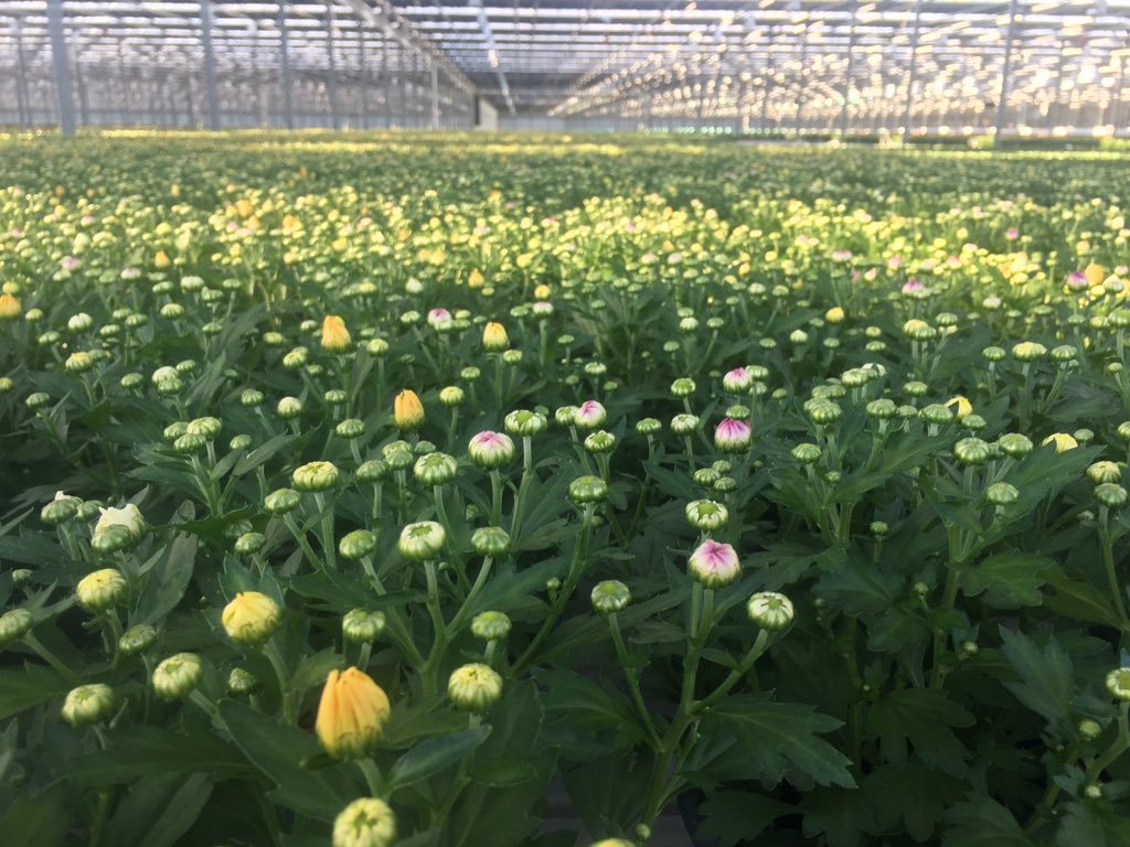 SVCOmpanies's tweet photo. Heerlijk #autumnsummer! #chrysanten staan klaar voor een drukke afleverweek! En de kerstster komt er al weer aan! #marktgericht https://t.co/T8uSxGqwqk