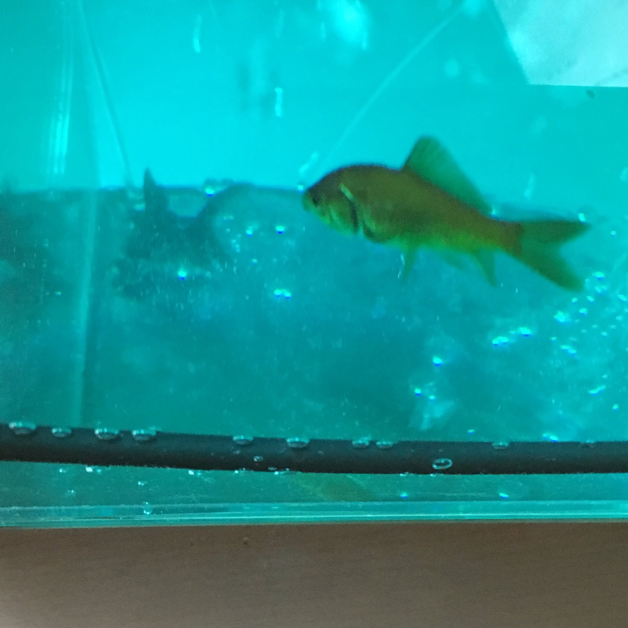 らぴ すまいる 金魚ちゃんエラ病の可能性あるから薬浴開始 写真ブレる T Co Yrnry9vcka Twitter