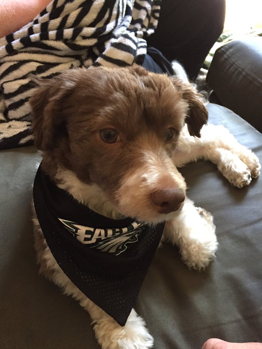 irishguy112976's tweet photo. Fly eagles fly @Eagles https://t.co/zH1p7thxzF