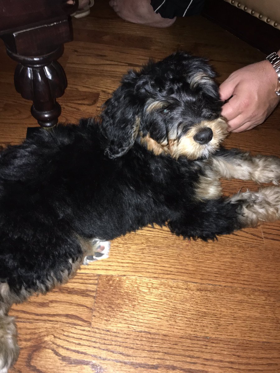 UPawfect's tweet photo. He's here!!! https://t.co/lNJdWBf9ao