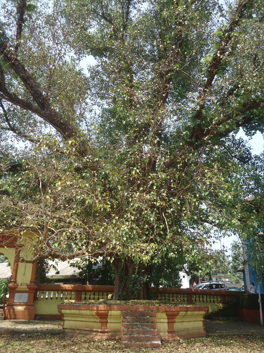 vivakermani's tweet photo. A beautiful Ashvatta tree (peepal)  at the Shri Datta Mandir . #HinduGoa https://t.co/zKd9P30ndU