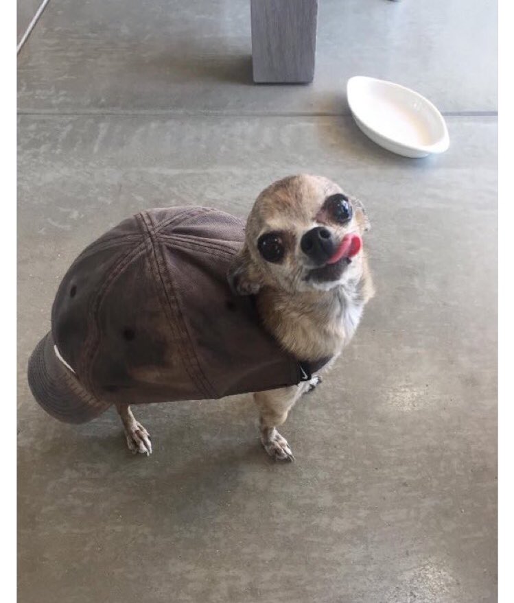 100% Animals tweet media