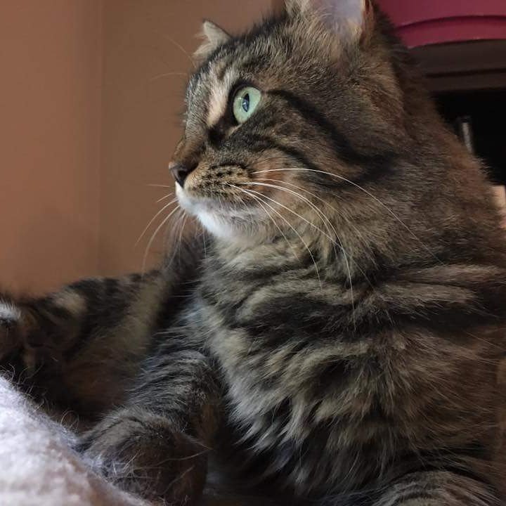 OttawaCatRescue's tweet image. Adoption News!!!  Our beautiful Cat of the Week Chandler has been adopted! This really was her week!! #adoptionwin