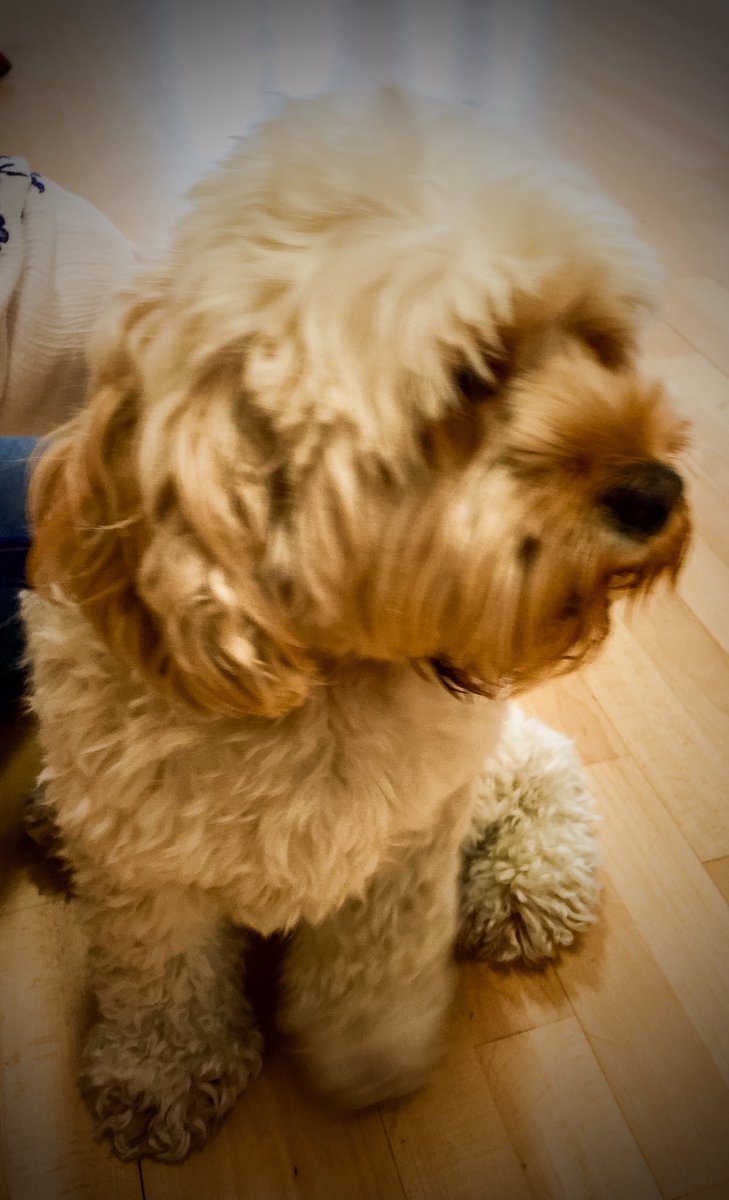 I mean ...how cute is our Sandy??? Upstaging everyone in #Annie <a href="/WatersideArts/">Waterside Arts</a> 8-12 Nov. Call 07504 771051 to book tix #saletown #SAMT80