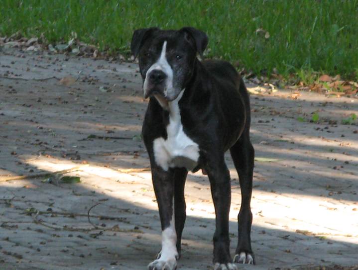 AmmanfordDaily's tweet photo. Have you seen this dog in the Ammanford area? Tweet us if you have! Reward involved. #AmmanfordDaily https://t.co/fdGDmJXWos