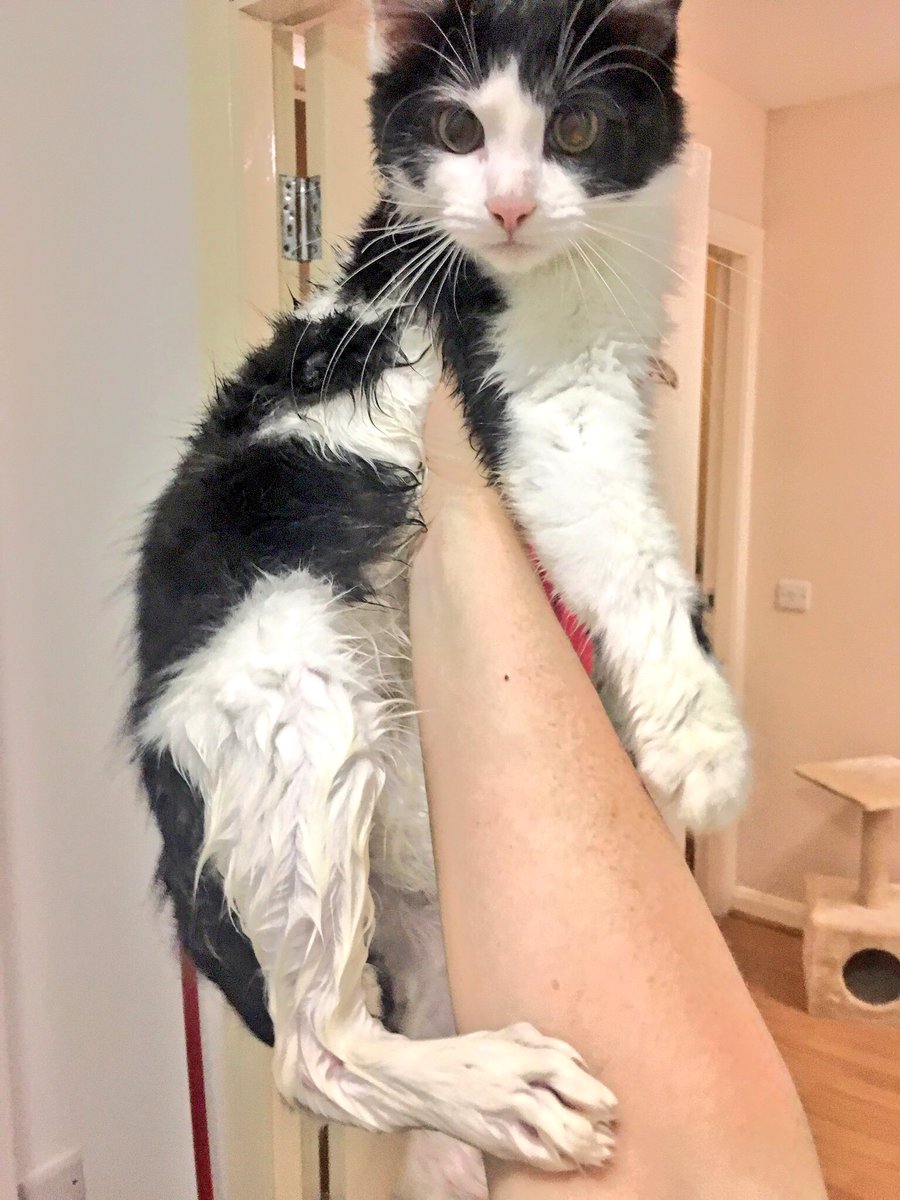 jennifever1's tweet photo. Bath time with this dickhead #CatsOfTwitter #CatsInBaths https://t.co/YCgUB0DTNV
