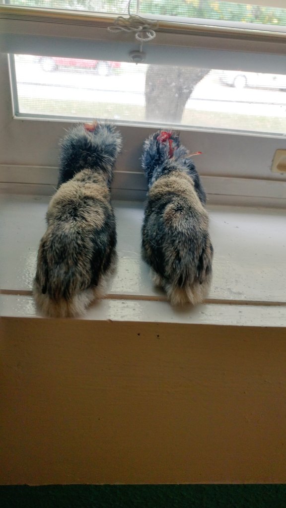 PerlaDoAnything's tweet photo. I went to a farm Saturday and lets just say I got 2 rabbits foot. Their of course real as you can see the blood and bones you see at the top https://t.co/AiFWVqEWwX