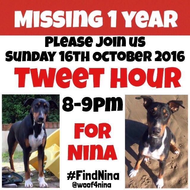 missing_pets1's tweet image. 💔 #MissingOneYear #FindNina #MissingDog 16.10.15 #Hurdcott #Salisbury #Wiltshire #scanme #StopPetTheft 💔