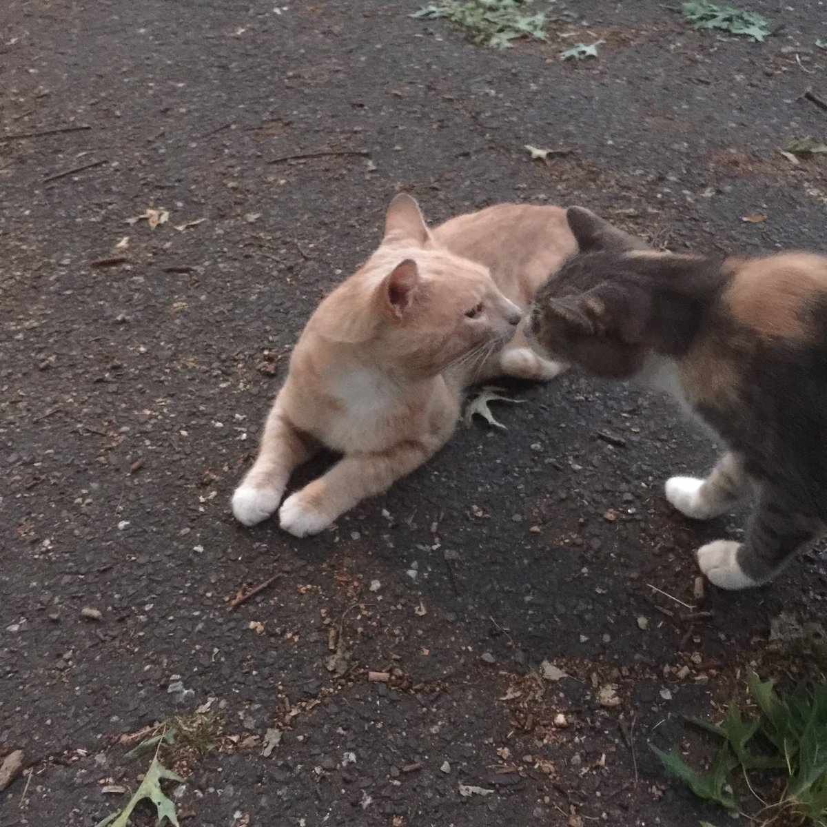 8/? Show that first human that Threw us Away, that #nationalferalcatday neffur had to exist. We would all have Famibly's of our own. ❤️Milo