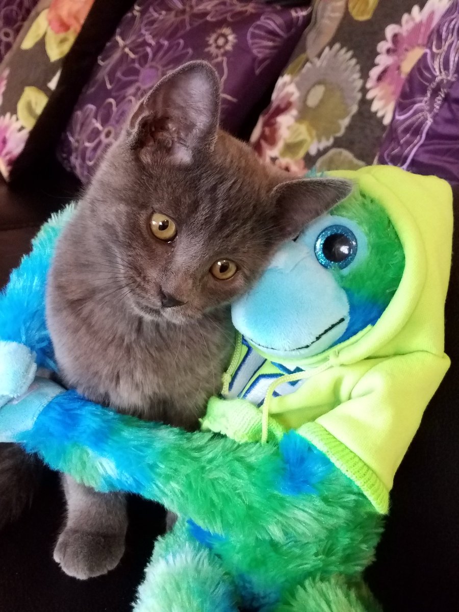 jana_erikson's tweet photo. All ready to beat the Falcons #SeahawkNation #Seahawks #12man https://t.co/0Q6lt8G6i0
