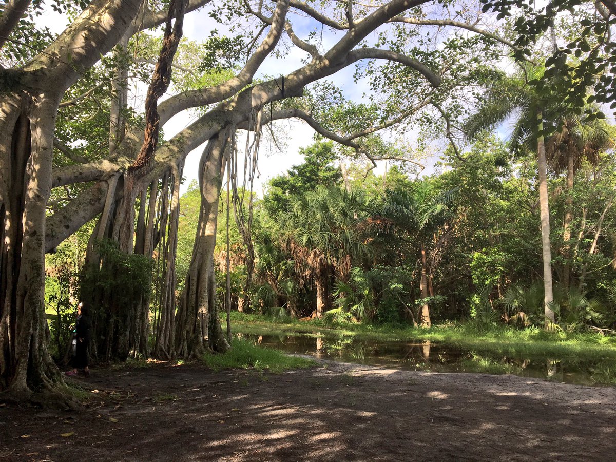 fadi_masoud's tweet photo. #saturated #park #terrasortafirma #Florida #udstudio @mitsap @MITdusp @MITarchitecture @MITCAU @urbanrisklab https://t.co/LIIDIGwa6G