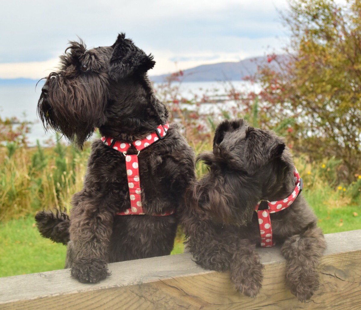 andreakjgreig's tweet image. What do you think we should do with the new puppy???? #deepdiscussion #schnauzerchat #schnauzer #islandlife #bestbuds #Skye #dogsoftwitter