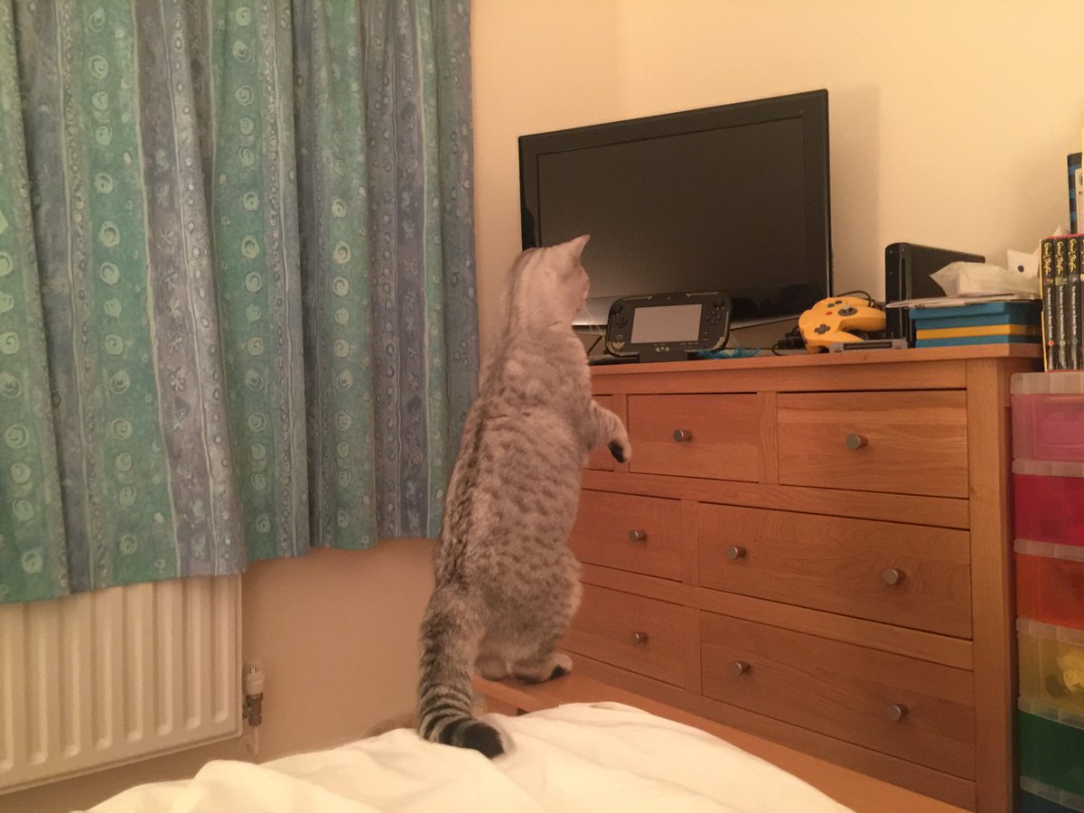 Misty_our_cat's tweet photo. @charlieinberlin I just got caught on camera doing #catstanding too. Someone "tidied up" my favourite Blue Feather π https://t.co/kLkbyAWFdW
