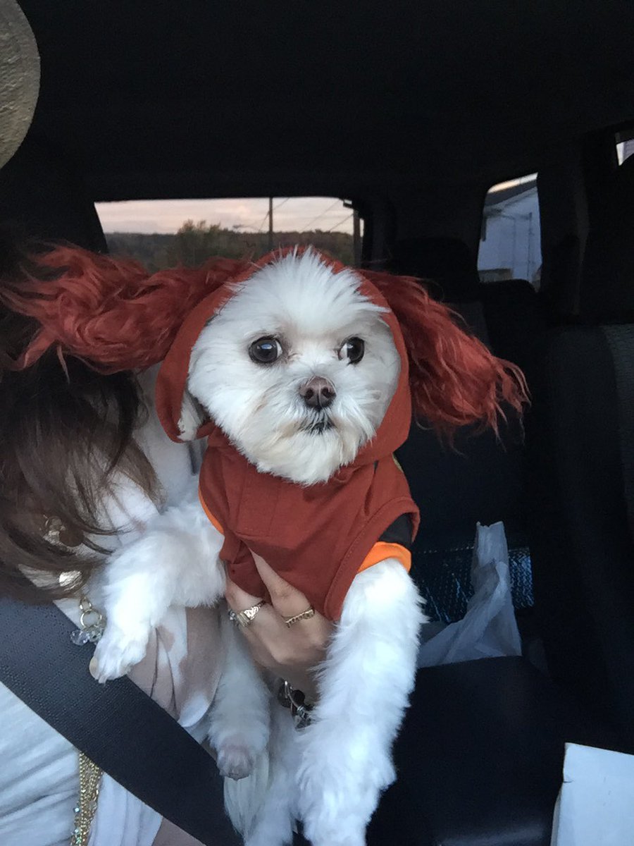 Danisingz's tweet photo. Shyla-B is on the road again!! #maltese #VIPpup #secretlifeofpets @petsmart https://t.co/jg90cdFIFO