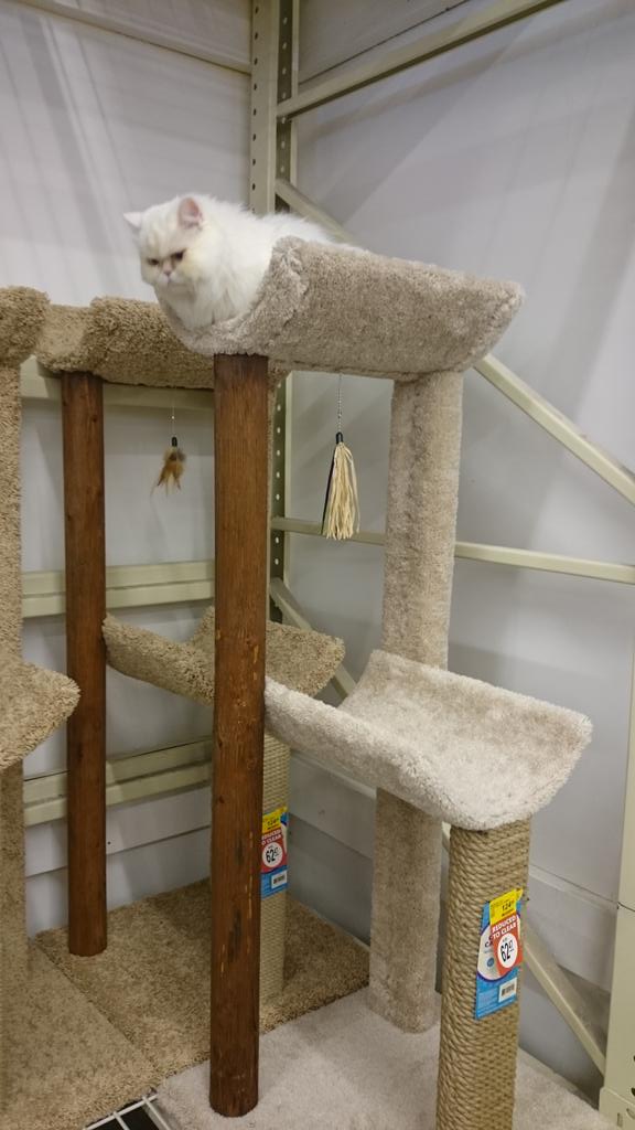 MelVerv's tweet photo. Cosette picked her choice #petsmart #loveher #shehasinstagram https://t.co/sz47gGn3Q4