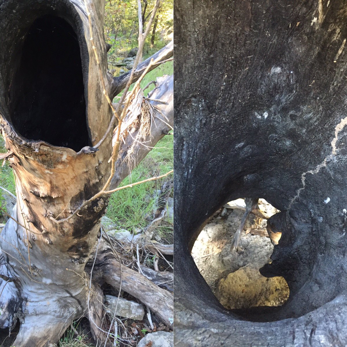 JorenisExplorin's tweet image. #cooltree #hiking #austinexploring