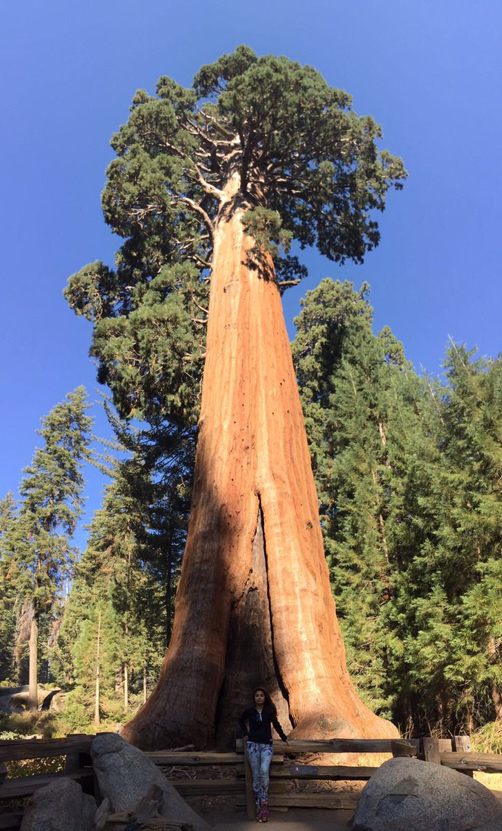 SwetaKeswani1's tweet photo. When u've to use the Panoramic views 2 capture the entire tree! #generalsherman #sequoianationalpark #NaturePhotography #travel-diaries https://t.co/F3xJja1WXh