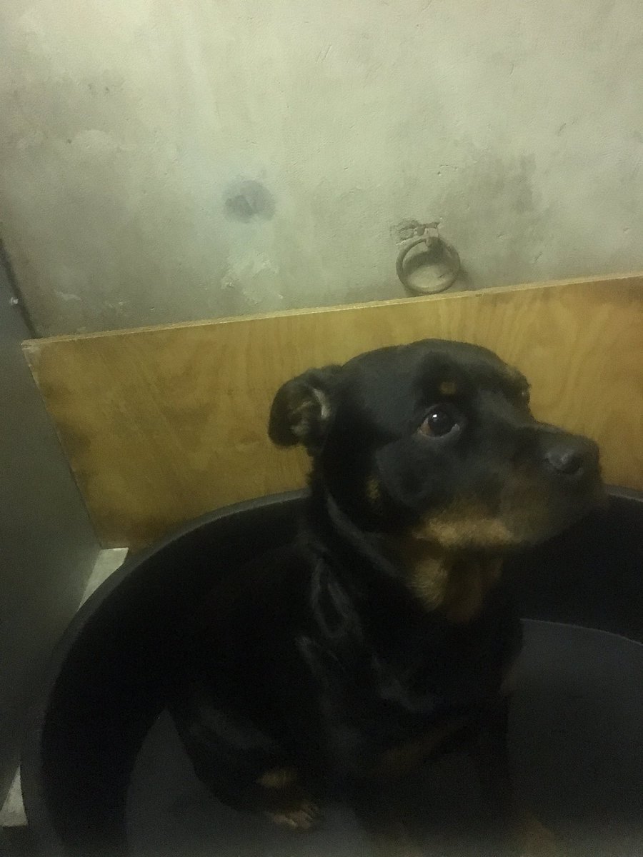 NithsdalePolice's tweet photo. This rottweiler is at #Dumfries Police Station. Was found nr Dunlop Road last night. Please RT to reunite with owner https://t.co/PpZVJJHoNt