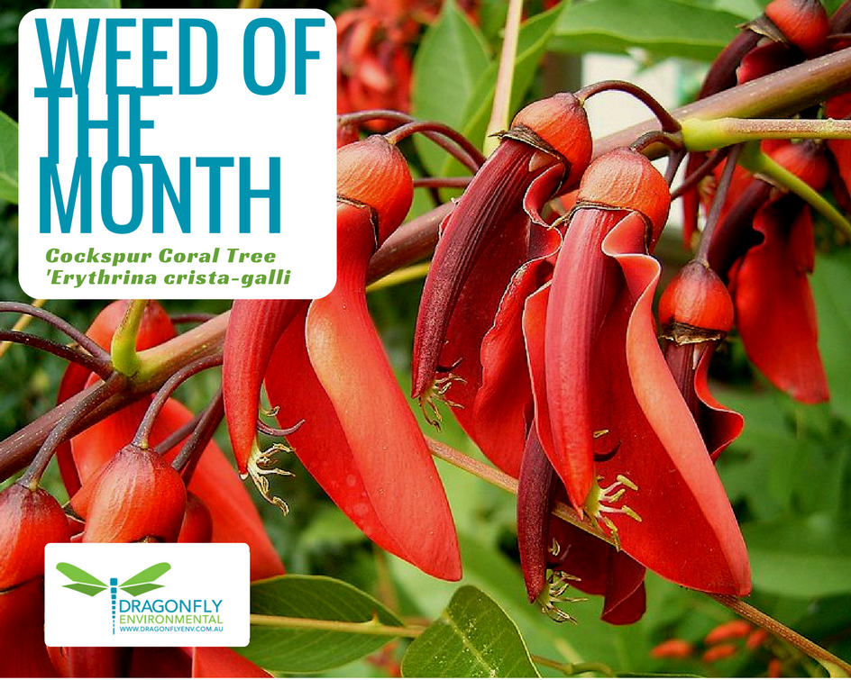 DragonflyEnv's tweet photo. Dragonfly Environmental's Weed of the Month is the Cockspur Coral Tree (Erythrina crista-galli).

#dragonflyenvironmental #weed #coraltree https://t.co/Fzpn4LiWkG