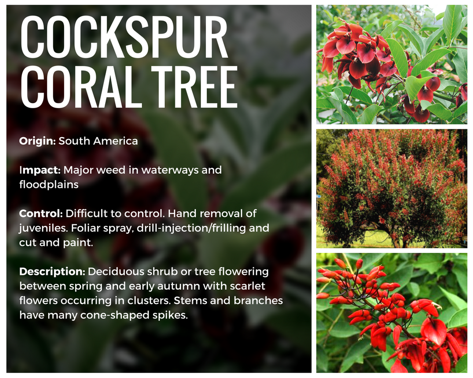DragonflyEnv's tweet photo. Dragonfly Environmental's Weed of the Month is the Cockspur Coral Tree (Erythrina crista-galli).

#dragonflyenvironmental #weed #coraltree https://t.co/Fzpn4LiWkG