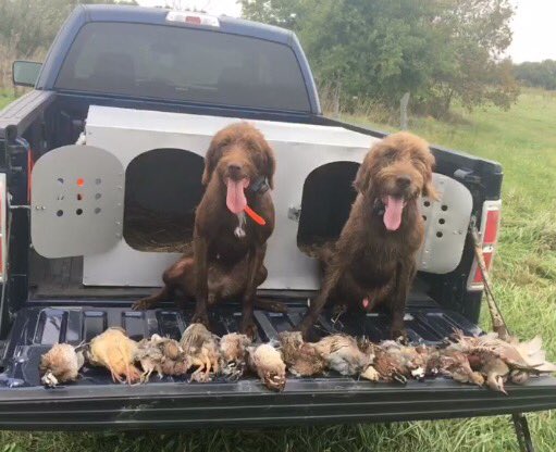 hurliman24's tweet photo. Nice tune-up hunt before the season for Sky and Cash @huntinggasc. Great time! #pudelpointers https://t.co/0rHXFprXX6