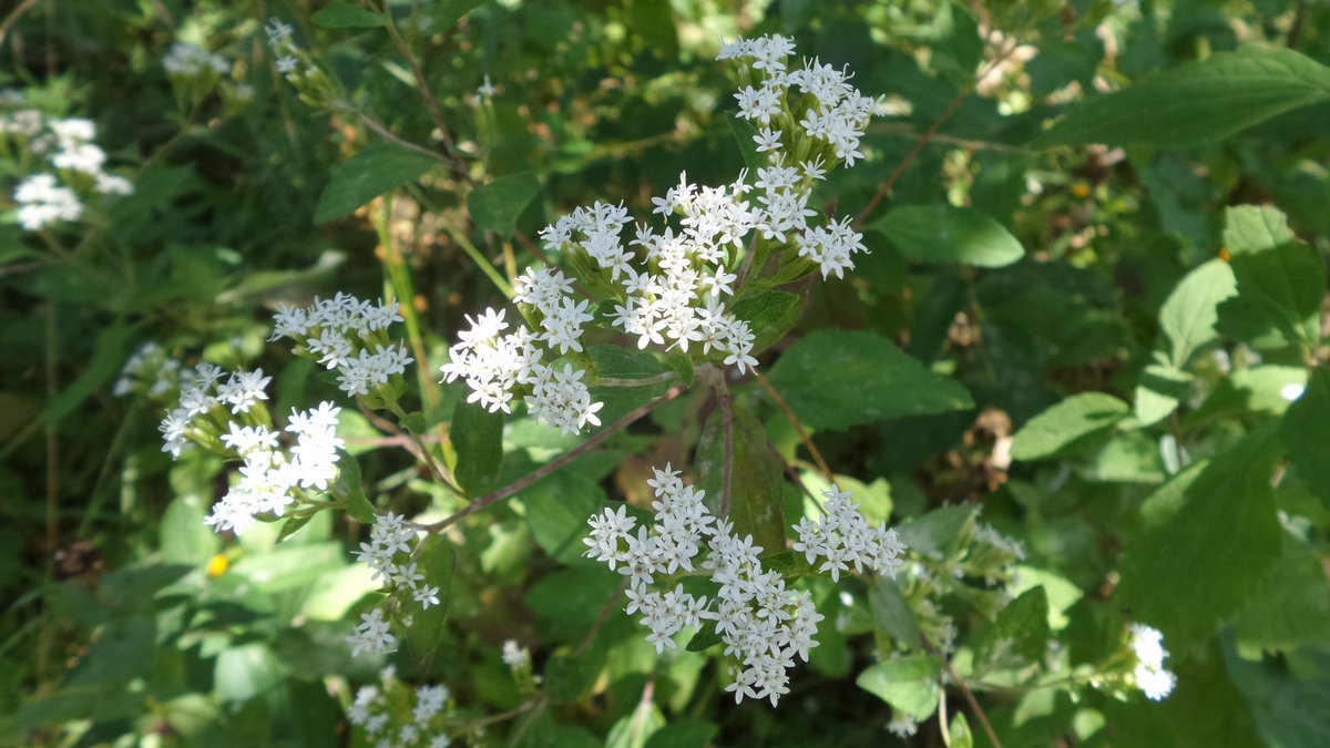 HetzmekPhoto's tweet photo. #mobilephotography #nofilter #starosa #Guanajuato  #flores #flower #forest https://t.co/B9BzbloE6s