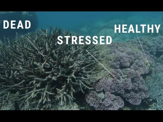 Climate Council (@climatecouncil) on Twitter photo WATCH: #GreatBarrierReef not repairing itself as it should ind.pn/2dtL8rD via <a href="/Independent/">The Independent</a> #RaiseTheReef WATCH: #GreatBarrierReef not repairing itself as it should ind.pn/2dtL8rD via <a href="/Independent/">The Independent</a> #RaiseTheReef