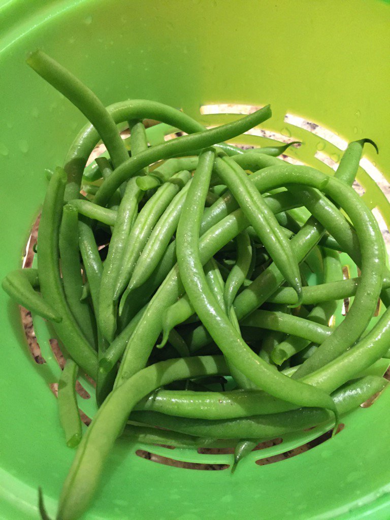 Late Aug green bean planting gamble paid off! With more warmth later in the year, mid Oct green beans are a thing.