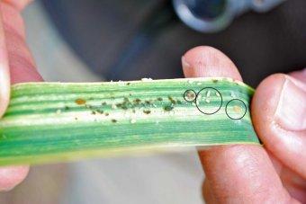Russian aphid wheat-crop threat drowning in mud thanks to record rainfall om south eastern Aust. ab.co/2ecVnio
