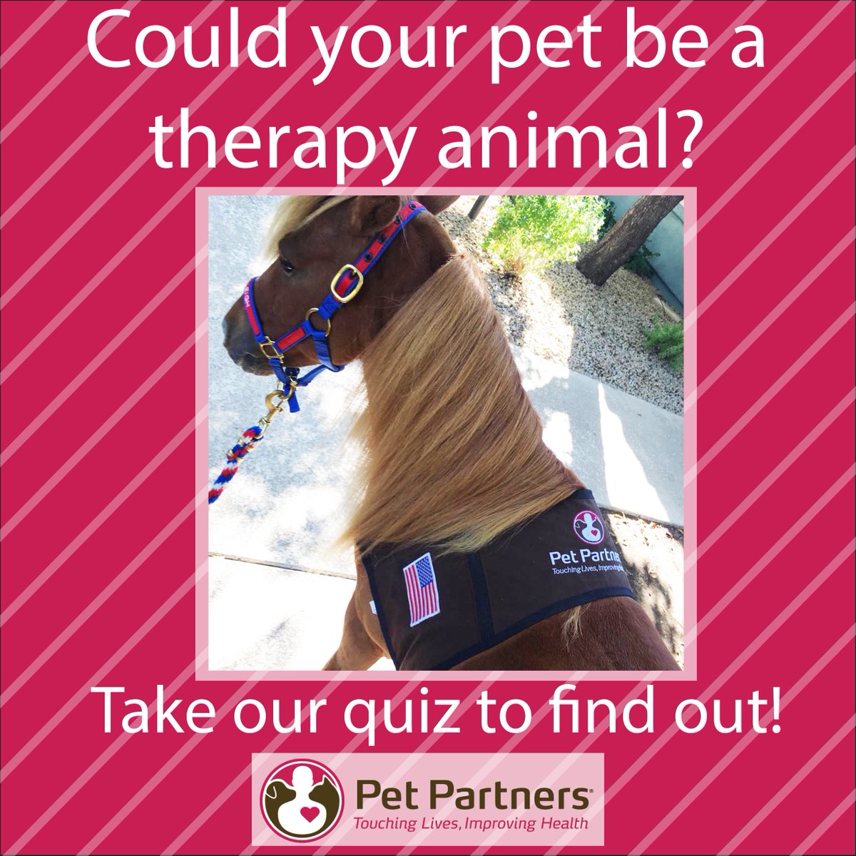 Pet Partners (pet_partners) Twitter