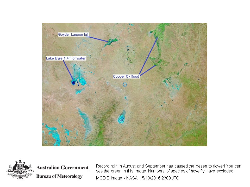 BOM_Vic's tweet photo. Had a lot of insects in the garden? Yellow and black hover flies are being brought down to #Victoria from flowering deserts in NW winds. https://t.co/rrJ6TOpS8E