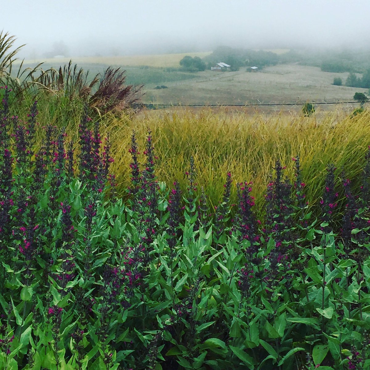 Fantastic garden in Sebastopol #garden #design