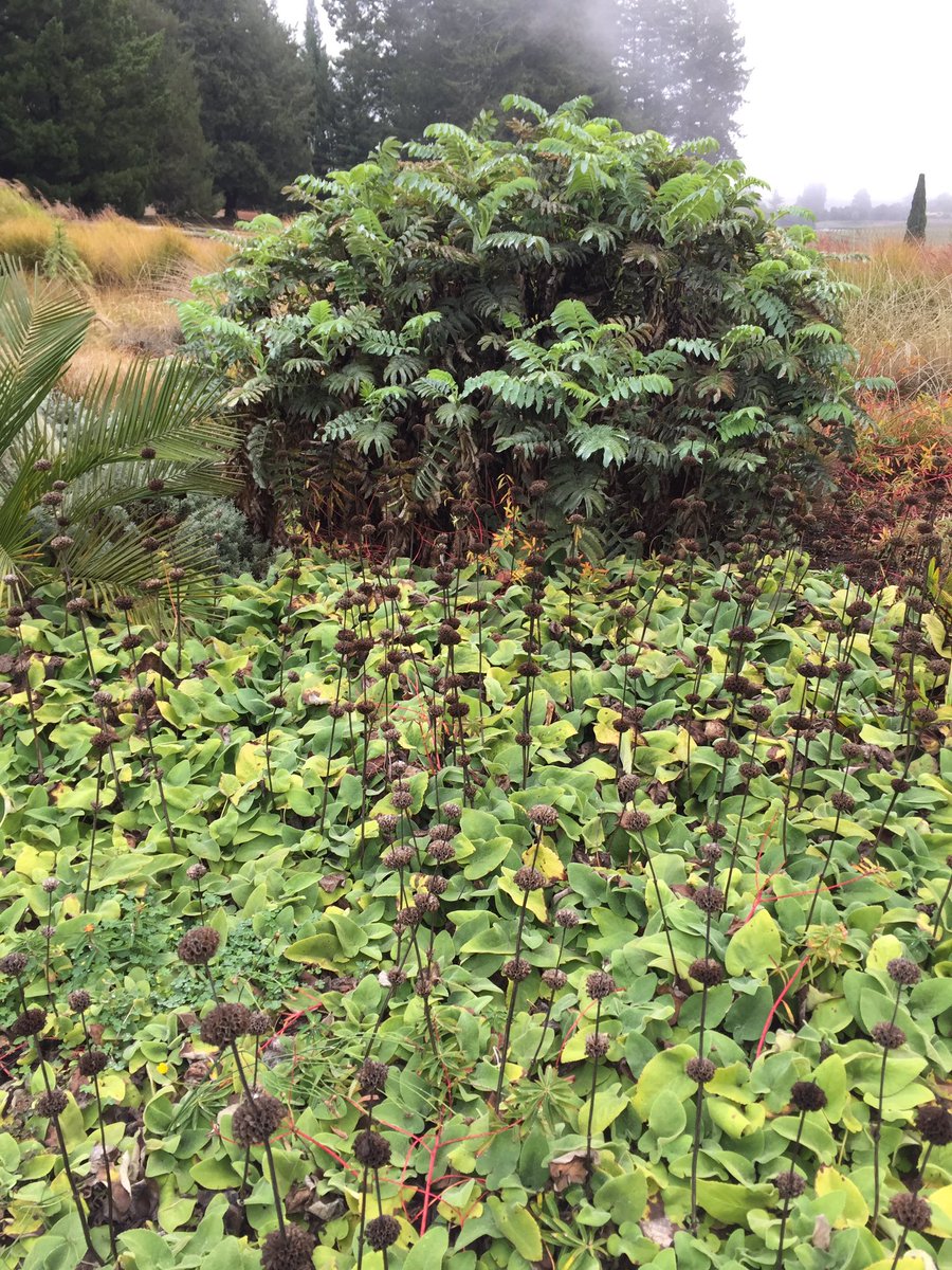 Melianthus with phlomis russeliana seed heads