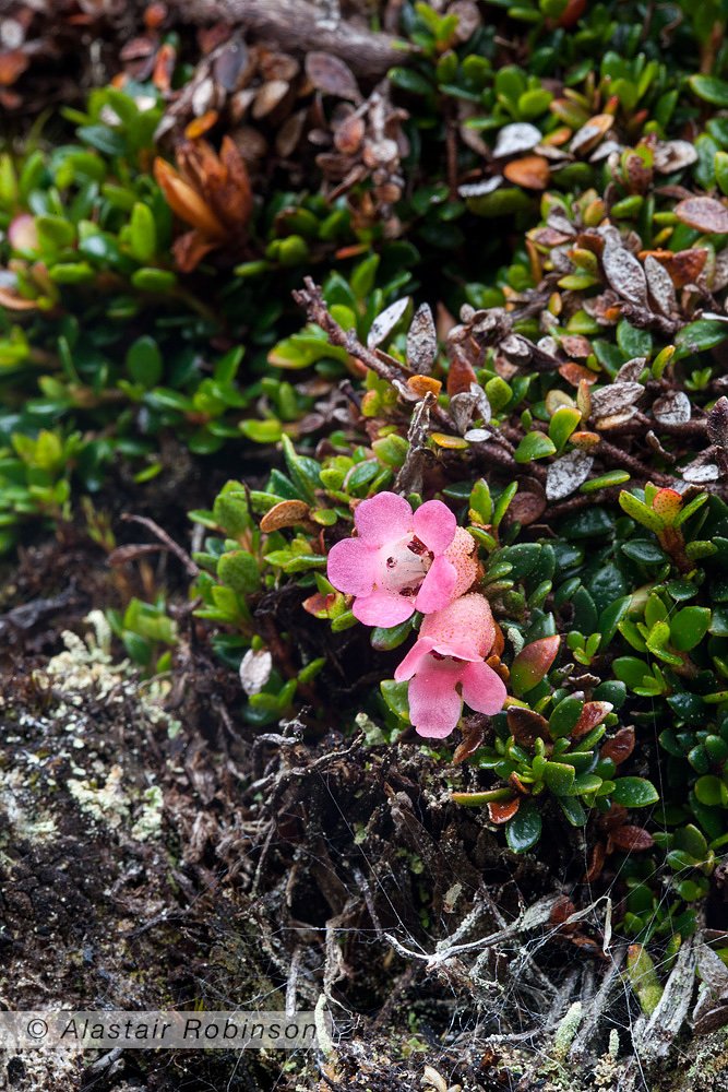 BotanyDoc's tweet photo. The world's smallest Rhododendron, R. caespitosum, grows on the trunks of Cyathea tomentosissima at 2800 m in Papua's alpine zone #botany https://t.co/1N6EIFKk5k