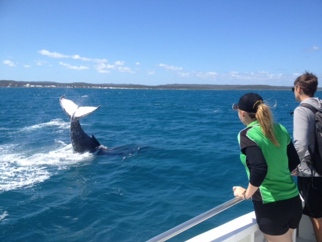 QuickCatII's tweet image. close up tail slap today @QuickCatII 2 weeks to go , don't miss out  #visitfrasercoast #thisisqueensland #seeaustrala #whalesherveybay