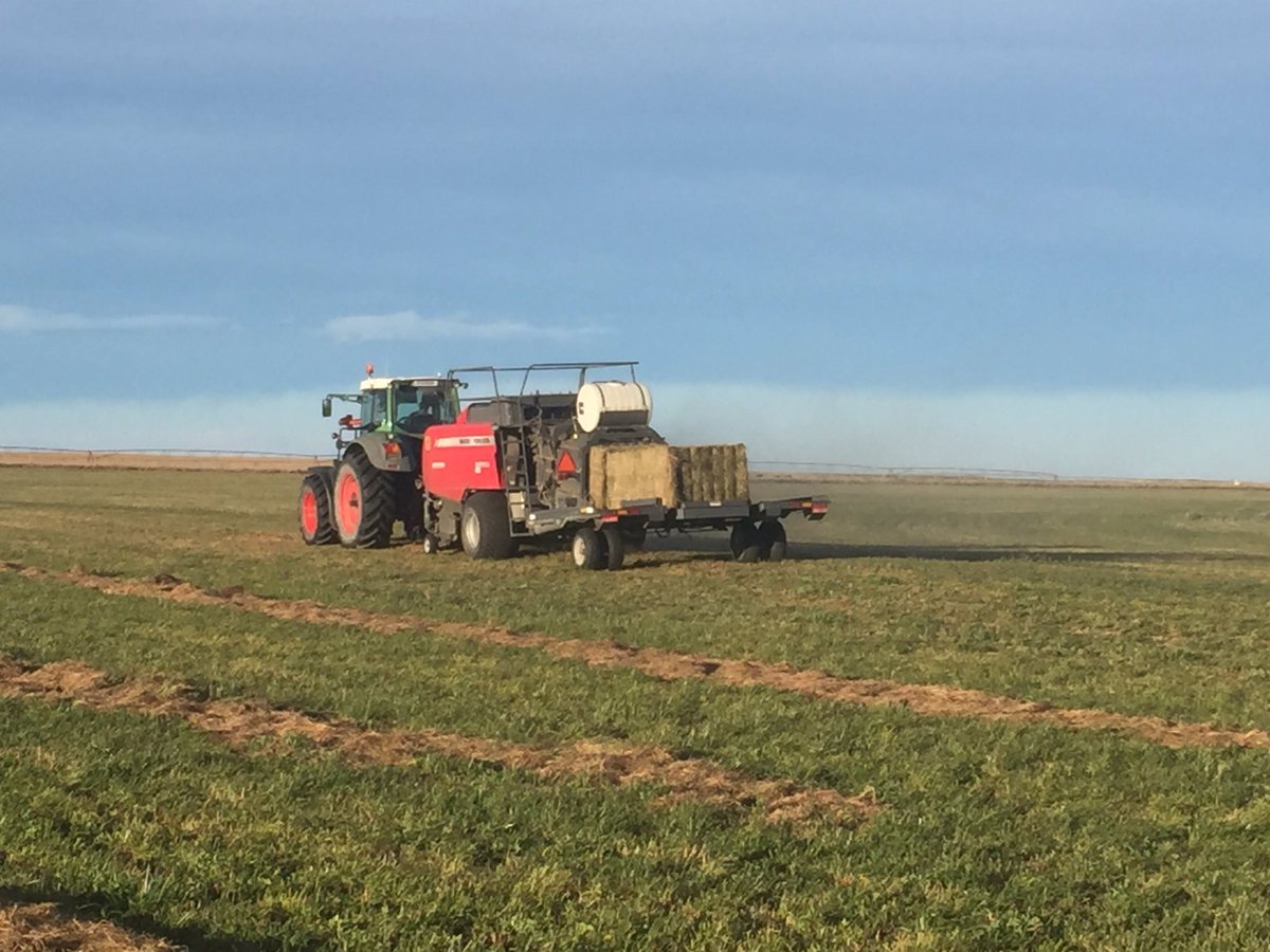 abtsch's tweet photo. Oct 10th 2016 versus Oct 16th 2016, #bale16 rolls on, southern Alberta weather, https://t.co/91AoAaJmP0