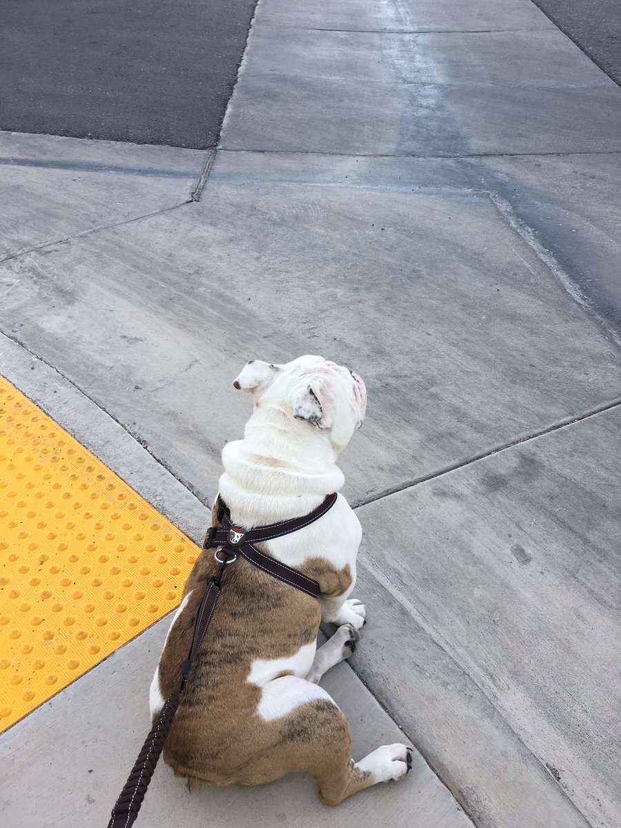Taking in the sights!  #SundayStroll #BabyLeo #Bulldog #Family