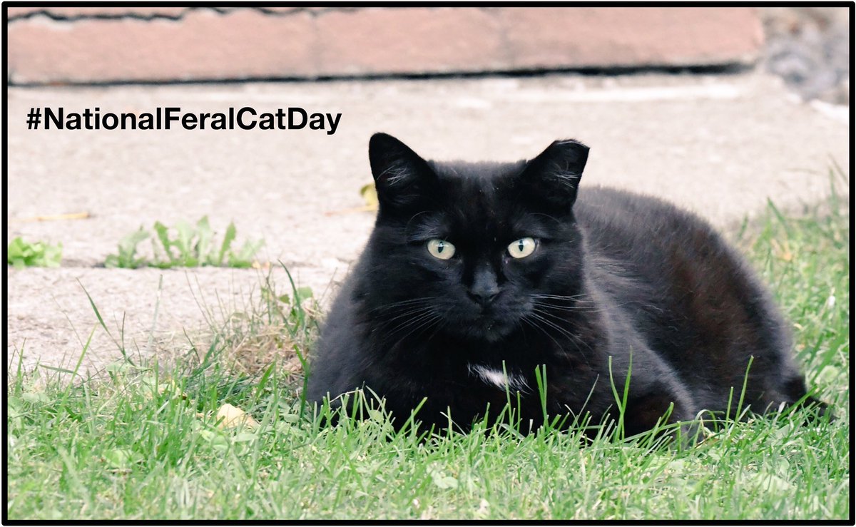 My favourite #FeralTuesday #cat wishes U a happy #NationalFeralCatDay! #CatsOfTwitter #streetphotography #photography #panfur