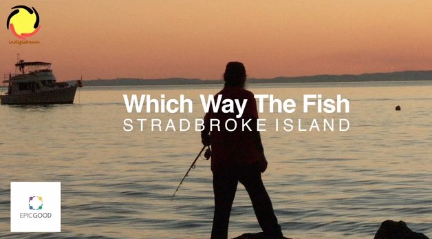 Indigistream's tweet photo. Watch Which Way The Fish - Ep 4 part 3 (promo) Stradbroke Island at https://t.co/VVHs9dEx1w @EpicGoodAU @RedlandCouncil @redlandbulletin https://t.co/9J12jBYx23